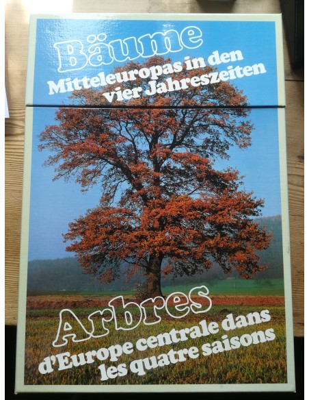 Arbres d'Europe centrales dans les quatre saisons