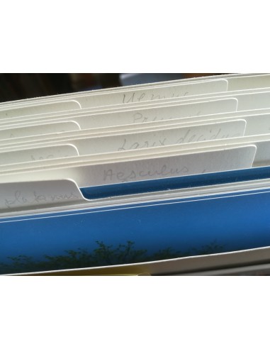 Arbres d'Europe centrales dans les... Arbres d'Europe centrales dans les...