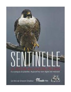 Sentinelle le destin du faucon pèlerin