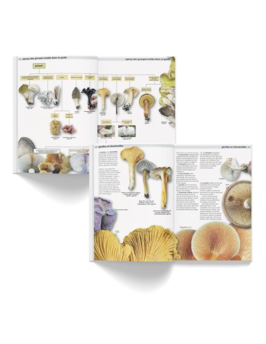 Champignons comestibles et toxiques Champignons comestibles et toxiques