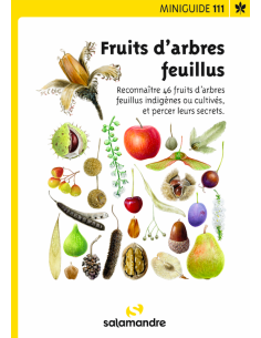 Mini-guide nr. 111 Fruits d'arbres feuillus