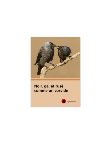 noir, gai et rusé comme un corvidé