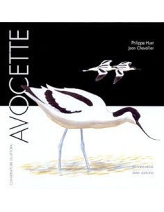 Avocette