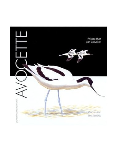 Avocette