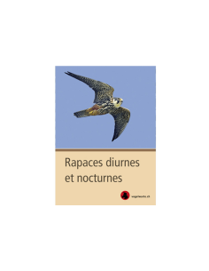 Rapaces diurnes et nocturnes