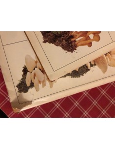 Champignons, tome 1 et 2 2