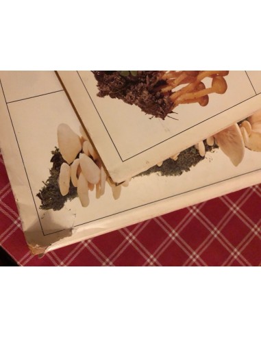 Champignons, tome 1 et 2