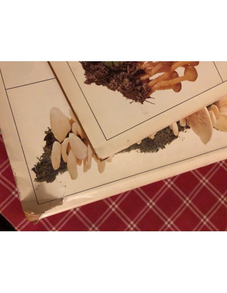 Champignons, tome 1 et 2