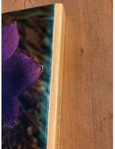 Plantes protégées de Suisse 2