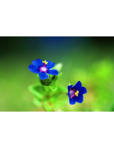 Anagallis arvensis