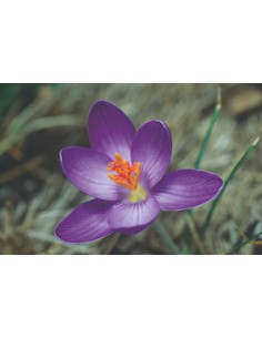 Crocus corsicus