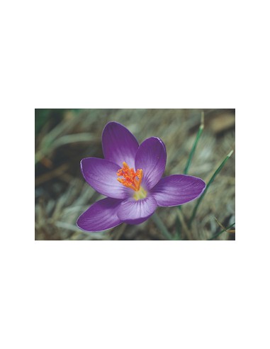 Crocus corsicus