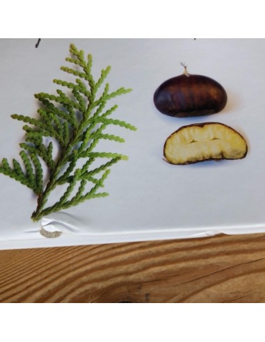 Dictionnaire visuel des arbres