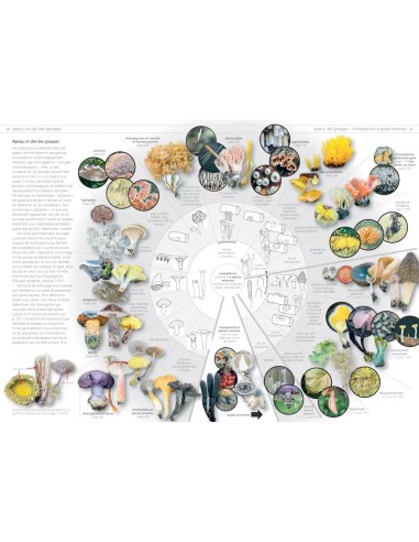 Champignons d'Europe tempérée - Clé...
