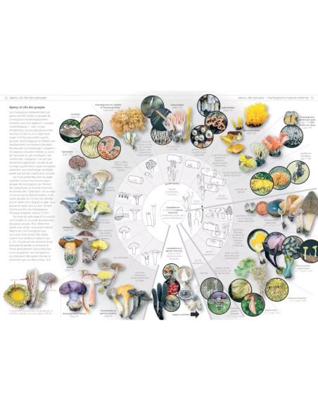 Champignons d'Europe tempérée - Clé des Basidiomycètes, t. 3