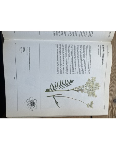 Plantes sauvages