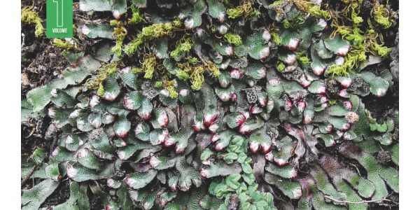 A paraître fin décembre: Bryophytes de France, tome I, 2e édition