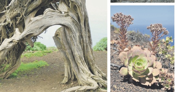 Flore et végétation de l'île d'El Hierro - En espagnol et en anglais, présentés dans Diario de Avisos / El Español